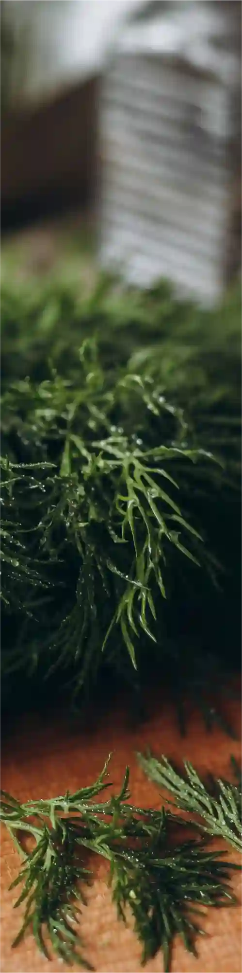 Fresh dill — essential borscht garnish